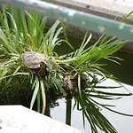Ξενοδοχείο Al Giardino 3*